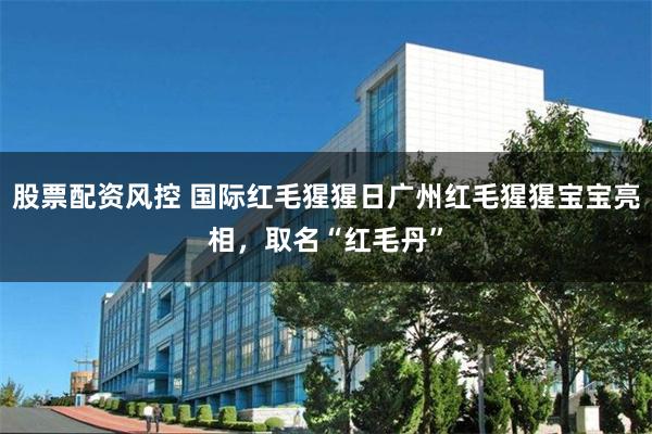 股票配资风控 国际红毛猩猩日广州红毛猩猩宝宝亮相，取名“红毛丹”