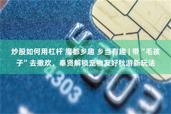 炒股如何用杠杆 魔都乡趣 乡当有趣 | 带“毛孩子”去撒欢，奉贤解锁宠物友好秋游新玩法