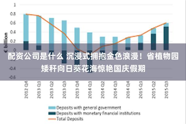 配资公司是什么 沉浸式拥抱金色浪漫！省植物园矮秆向日葵花海惊艳国庆假期
